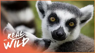 The Lemurs Of Madagascar (Wildlife Documentary) | Going Wild | Real Wild
