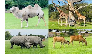 Knuthenborg Safaripark Denmark