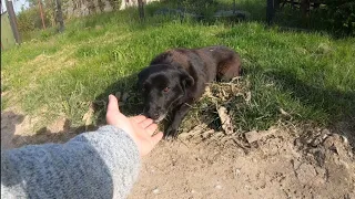 We Met the Saddest Stray Dog on Roadside and we Couldn’t Pass by