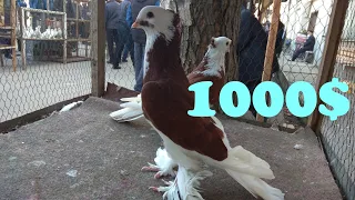 Андижанский голубиный рынок АНДИЖОН сой кабутар бозор Andijon soy kabutar bozor pigeons, kabootar