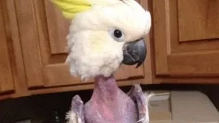 Distressed Parrot Plucks Out Feathers Before Being Rescued