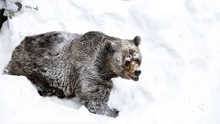 🐻 РОКОВАЯ встреча  Случай в тайге