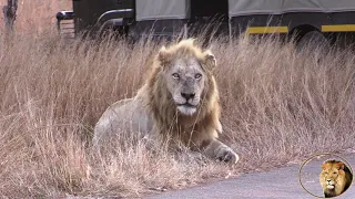 Was Casper The White Lion Kicked Out Of The Pride By His Brothers?