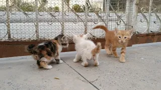 Abandoned Kittens Are meowing So Loudly Searching And Calling Their Mother On Gate