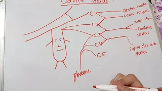 Cervical Plexus | Easy Drawing in 2 minutes | With and without Ansa Cervicalis