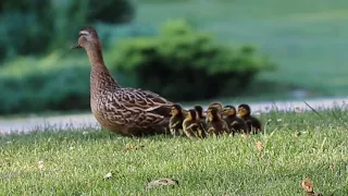 Mallard ducklings hatching and leaving nest 😍