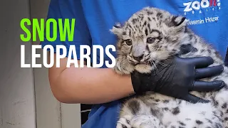 First Vet Check Of The Young Snow Leopards At Zoo Zürich