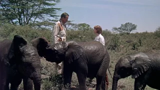 Hatari! - Elephants (Hawks, 1962)