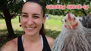 Chicken Check-In | It's too hot to eat...