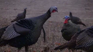 Exciting Fall Turkey Hunting Action