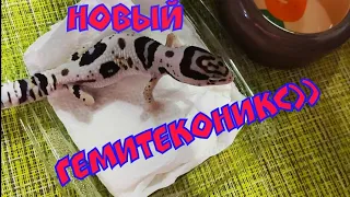 Купила нового гемитеконикса