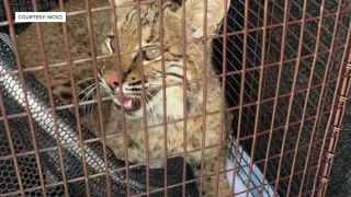 Injured bobcat rescued in Jensen Beach