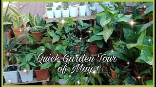 Vlog #64: Quick Garden Tour of May 1, 2021