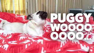 Pug Puppy Howling