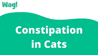 Constipation in Cats | Wag!