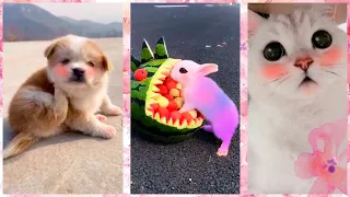 Милые и забавные пушистики Тик Ток/Chó Phốc Sóc Mini Pomeranian/Cute kittens, puppies Funny TikTok#1