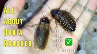 (Almost) EVERYTHING you need to know about Dubia Roaches & their CARE !!!