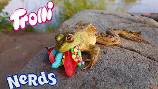 Catching Frogs on CANDY!? (Will they eat it?)