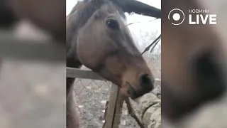 Прикордонники опікуються конячкою, яку залишили господарі, тікаючи від війни | Новини.LIVE