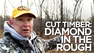 Wisconsin Cut Timber Investment: Diamond in the Rough