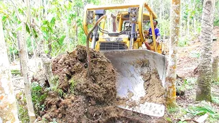 D6R XL Bulldozer Pushing Wood in Plantation for New Road