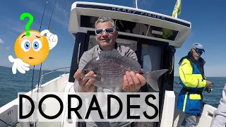 🎣 Sortie PECHE  à la DORADE en bateau pour le début de saison 2023 🎣