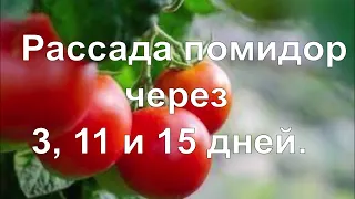 Рассада помидор через 3, 11 и 15 дней. Мой опыт без прикрас.