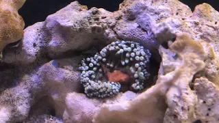 Bubble tip anemone eating timelapse