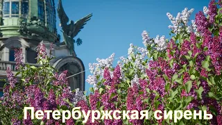 КЛИП "Петербуржская сирень" Александр Бурнацев