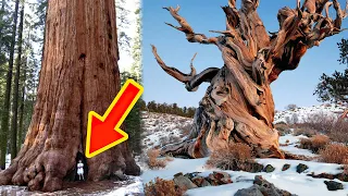 The OLDEST TREES In The World