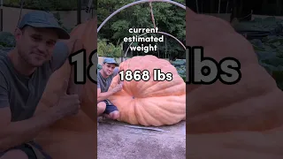 Giant Pumpkin update aka "Bear Swipe"