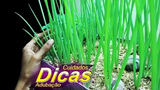 Como Cultivar Cebolinha |DICAS, CUIDADOS, ADUBAÇÃO|