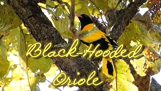 Black Hooded Oriole - Male & Female Call During Courtship