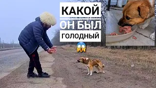 На наших глазах его выкинули на трассу погибать😱 ЗИМОЙ! Реакция мамы на 13 подобрыша🙊