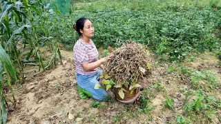 Harvesting Soybean & How to Create Moisture for Peas to Germinate and Plant Bamboo