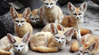 The Fennec Fox