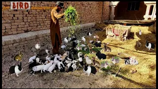 Exploring Our Neighbor's Rabbitry Hut Rabbit Farm🥕🐰 | Hamarey parosi k hujray mein rabbit ka farm