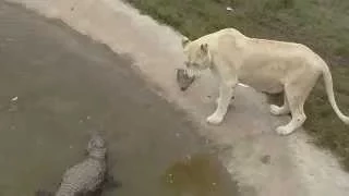 Крокодил и лев / Crocodile vs Lion