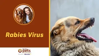 Dr. Becker Discusses the Rabies Virus