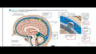 Dural venous sinuses 4