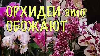 Орхидеи ЗАЦВЕТУТ как БЕШЕНЫЕ! Просто ПОЛИВАЙТЕ их ПРАВИЛЬНО! ВСЕ СЕКРЕТЫ полива в ОДНОМ ВИДЕО