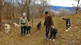 15 CAINI CIOBANESTI ROMANESTI CARE ALUNGA URSUL LA STANA DE LA PIETRICEAUA A FRATILOR GOSPODARU.