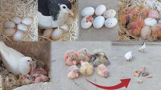 Put 6 eggs under the pigeon |Alhamdulillah 6 babies came out