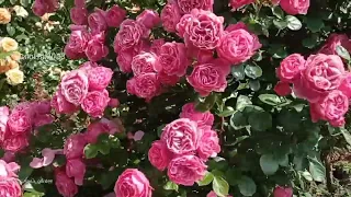 #сад #roses #розы Леонардо да Винчи, Рэд Леонардо да Винчи, Барок и другие. Погуляем в саду 3 июНя.