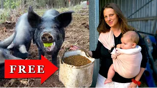 How We feed 50 Hungry Mouths on a Budget | Meet The Babies! -  Free Range Homestead Ep. 66