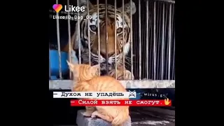 КОТ🐱 vs ТИГР🐯 #shorts #likee #приколы