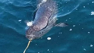 Here's what narwhals' mysterious tusks are used for