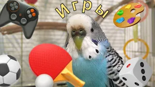ИГРЫ. Как можно играть с волнистым попугаем? Смешной волнистый попугай Тоша.