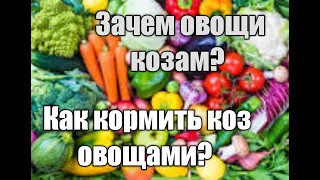 Овощи козам. Сколько овощей нужно давать козам?