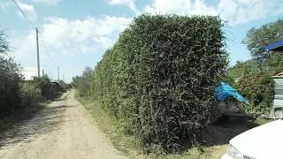 ЖИВАЯ ИЗГОРОДЬ / Стрижка.